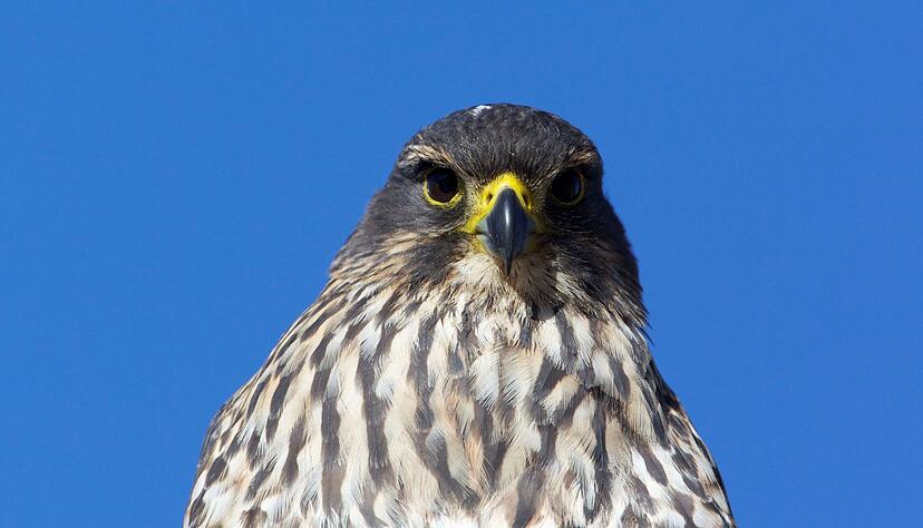 Die mittelgroßen Vögel sind in Neuseeland endemisch und gelten als gefährdet. Die mittelgroßen Vögel sind in Neuseeland endemisch und gelten als gefährdet.