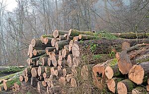 Karl-Heinz Müller vom Naturschutzbund Öhringen moniert aktuell den starken Holzeinschlag im Naturschutzgebiet, durch den die Vögel gestört werden.