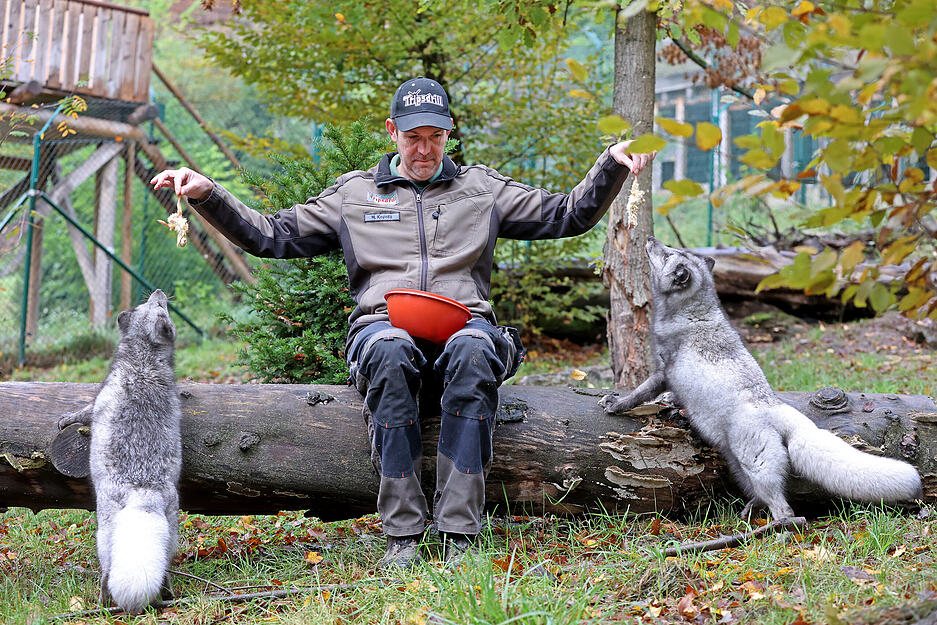 Polarfüchse im Wildpark Tripsdrill in Cleebronn