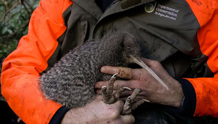 Kiwis sind flugunf&auml;hige Laufv&ouml;gel und das Nationalsymbol Neuseelands.