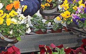Neben Gärtnereien dürfen Montag auch Blumenläden öffnen.
Foto: Koppenhöfer Neben Gärtnereien dürfen Montag auch Blumenläden öffnen.
Foto: Koppenhöfer