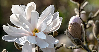 Cremewei&szlig;e Bl&uuml;ten zeigen sich im Fr&uuml;hjahr am Sternmagnolienbaum im Zaberg&auml;u.