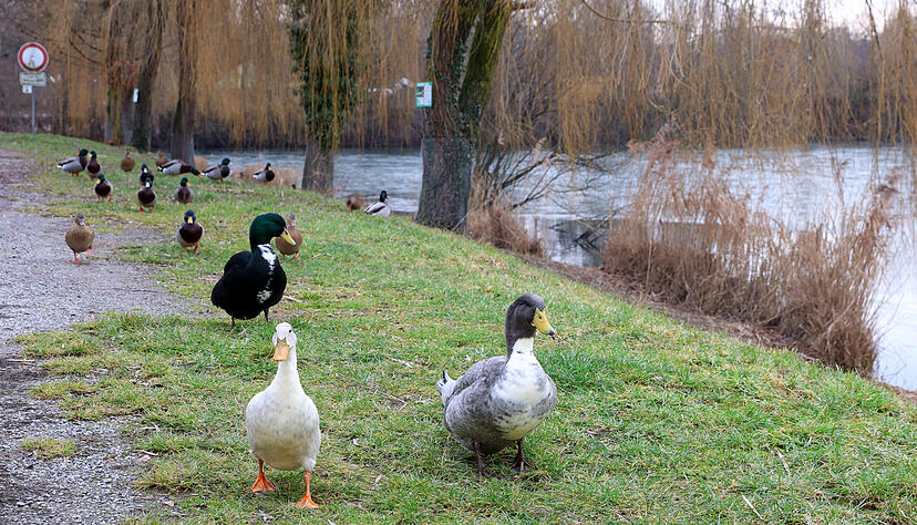 Mehrere Laufenten leben auf dem Platz und freuen sich auch im Winter &uuml;ber Aufmerksamkeit und Futter.