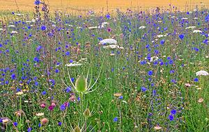 Blühende Landschaften: Beispiel eines Öko-Ausgleichs bei Kupferzell.
Foto: privat Blühende Landschaften: Beispiel eines Öko-Ausgleichs bei Kupferzell.
Foto: privat