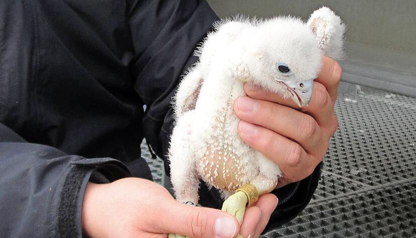 Jörg Edelmann beringt zwei Jungfalken. Der dritte ist noch zu klein dafür. In etwa vier Wochen fliegt der Wanderfalkennachwuchs zum ersten Mal aus. Foto: Stadt Heilbronn Jörg Edelmann beringt zwei Jungfalken. Der dritte ist noch zu klein dafür. In etwa vier Wochen fliegt der Wanderfalkennachwuchs zum ersten Mal aus. Foto: Stadt Heilbronn