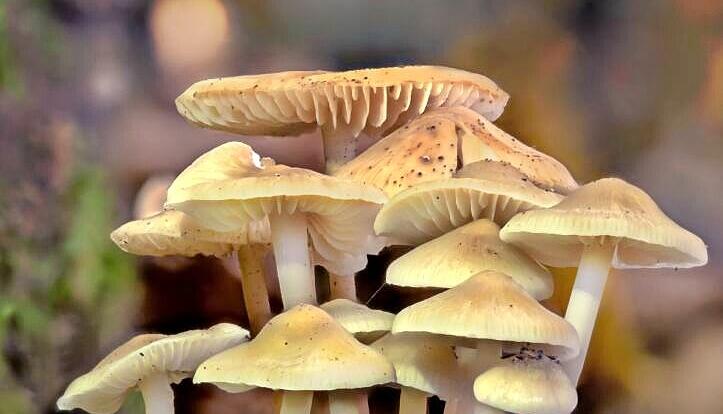 Rund um Gaisbach hat R&uuml;diger Reingr&auml;ber aus K&uuml;nzelsau diese Prachtexemplare abgelichtet.