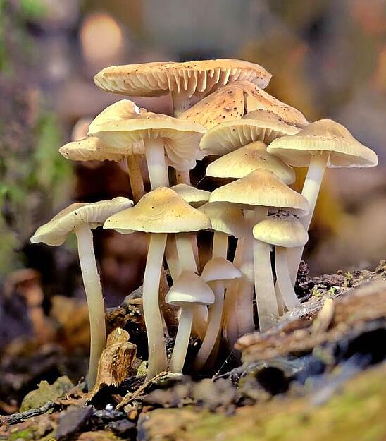 Rund um Gaisbach hat R&uuml;diger Reingr&auml;ber aus K&uuml;nzelsau diese Prachtexemplare abgelichtet.