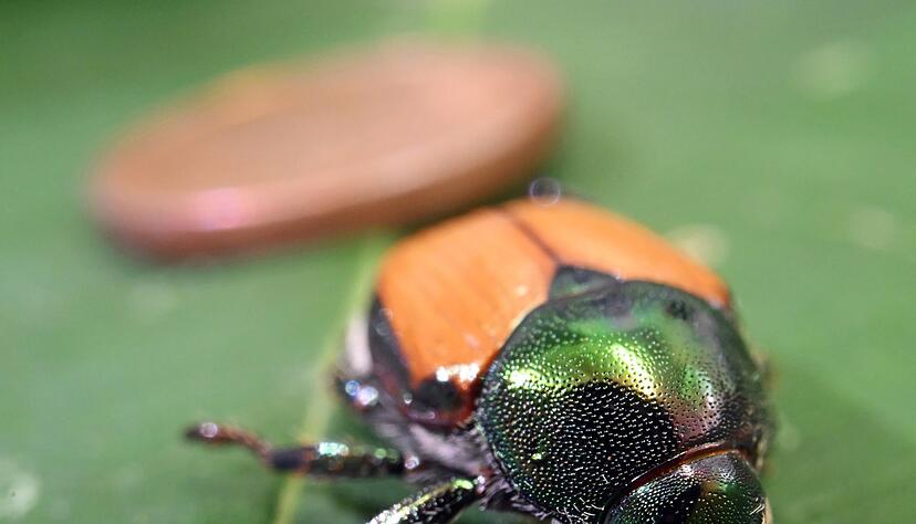 Der Japank&auml;fer ist etwas kleiner als eine Ein-Cent-M&uuml;nze.