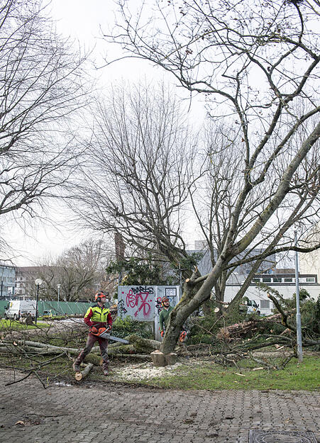 Bäume fallen im Stadtgarten | 13.12.