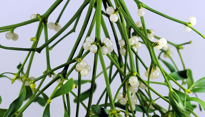 Besonders gefährlich: Schon kleine Mengen der Mistelbeeren können bei Kindern zu Übelkeit, Bauchschmerzen oder Erbrechen führen.