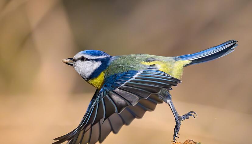 Zahl und Vielfalt der Singvögel sind in den vergangenen Jahrzehnten parallel zum Insektenschwund gesunken. (Archivbild) Zahl und Vielfalt der Singvögel sind in den vergangenen Jahrzehnten parallel zum Insektenschwund gesunken. (Archivbild)