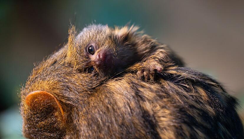 Noch wird das Jungtier rund um die Uhr herumgetragen. (Foto-Handout) Noch wird das Jungtier rund um die Uhr herumgetragen. (Foto-Handout)