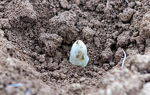 Mit ge&uuml;btem Auge: Sobald das K&ouml;pfchen aus der Krume ragt, kann der Spargel geerntet werden.
Foto: Mario Berger