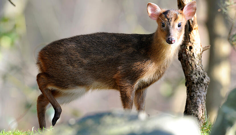 Ein Muntjak steht in einem Zoogehege. Ein Muntjak steht in einem Zoogehege.