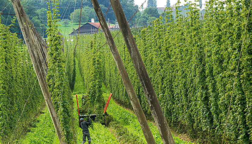 Die Hopfenernte geht zurück. Nun droht Gefahr durch einen Krankheitserreger. Die Hopfenernte geht zurück. Nun droht Gefahr durch einen Krankheitserreger.