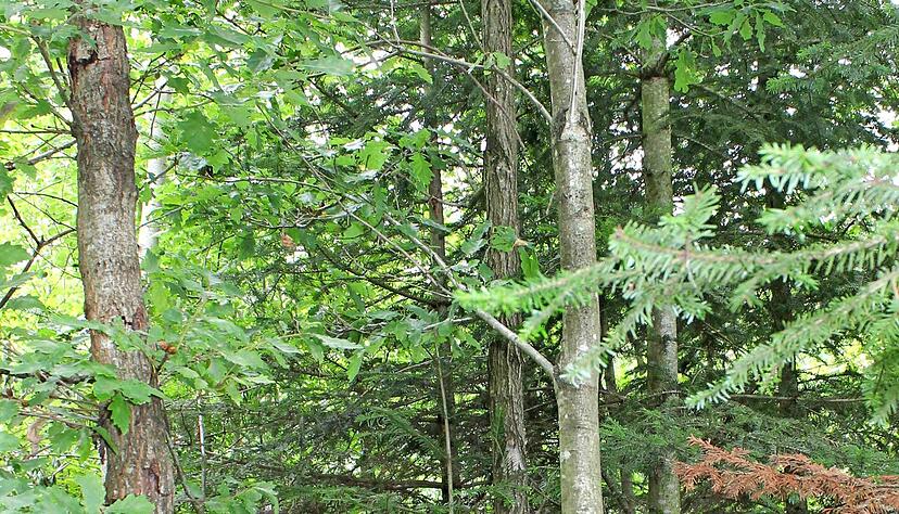 Alexander Fichtner in einem Jungbestand, der ausgelichtet wird.