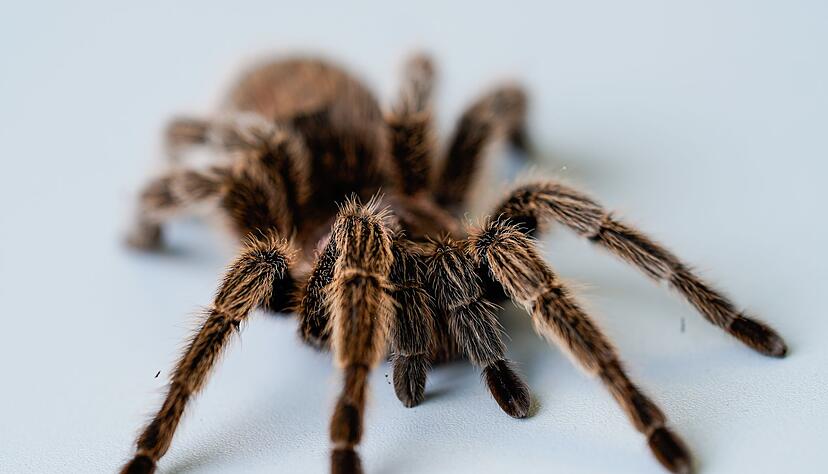 Die Bundespolizei hat die Besitzerin der Spinnen gefunden. (Symbolbild)