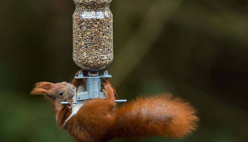 An sonnigen Tagen sind Eichhörnchen auch im Winter unterwegs und freuen sich über Nüsse und Samen.