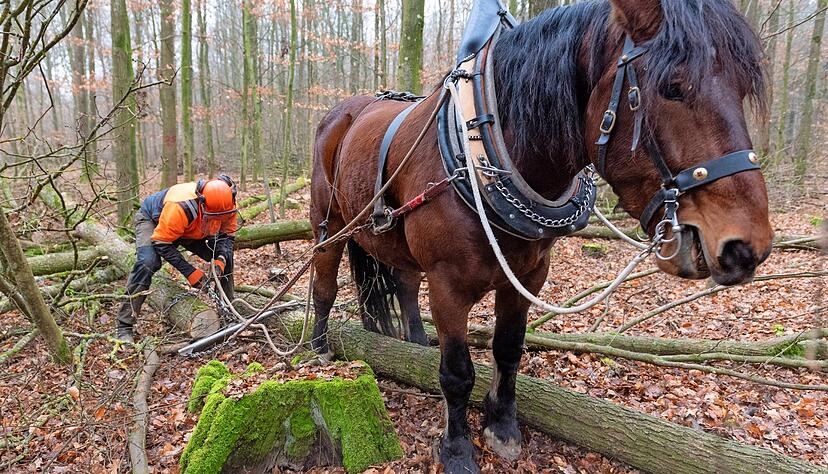 Bis zu vier Stunden arbeiten Uwe Eitel und Max gemeinsam im Wald &minus; das R&uuml;cken der St&auml;mme ist f&uuml;r beide anstrengend.