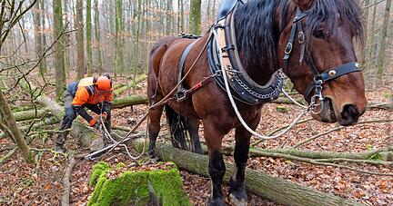 Bis zu vier Stunden arbeiten Uwe Eitel und Max gemeinsam im Wald &minus; das R&uuml;cken der St&auml;mme ist f&uuml;r beide anstrengend.