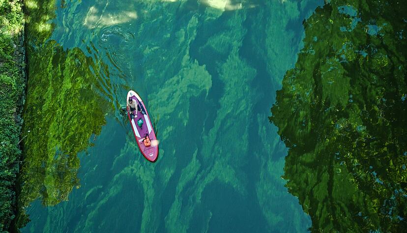 Blaualgenwarnung: Ist das Wasser gr&uuml;nlich und ist von Schlieren durchzogen, deutet dies auf gef&auml;hrliche Cyanobakterien hin &ndash; Schwimmverbote sollten unbedingt beachtet werden.