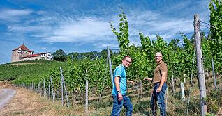 Johannes Wolf (links) und Jochen Konradi von der LVWO inspizieren unterhalb der Burg Wildeck die Riesling-Reben, die schon biologisch bewirtschaftet werden.
Foto: Kunz