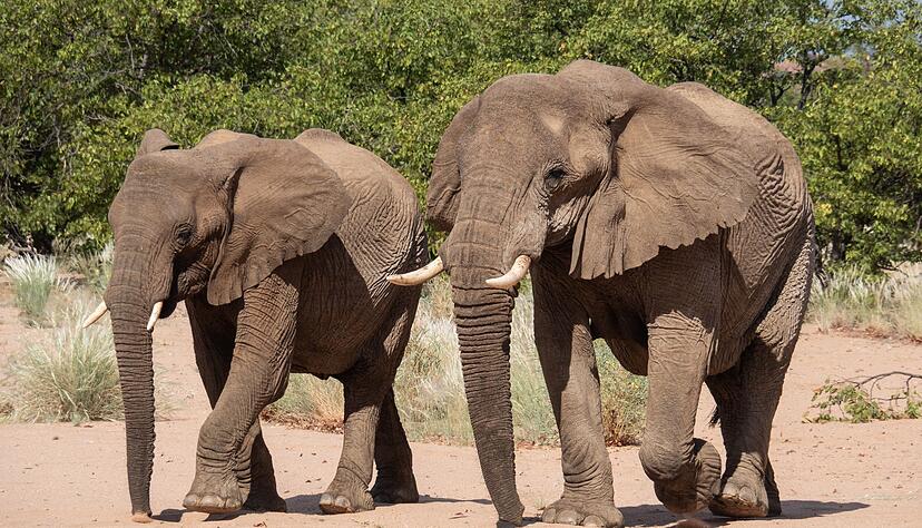 Namibia möchte gerne Elfenbein aus Lagerbeständen verkaufen. (Archivbild)