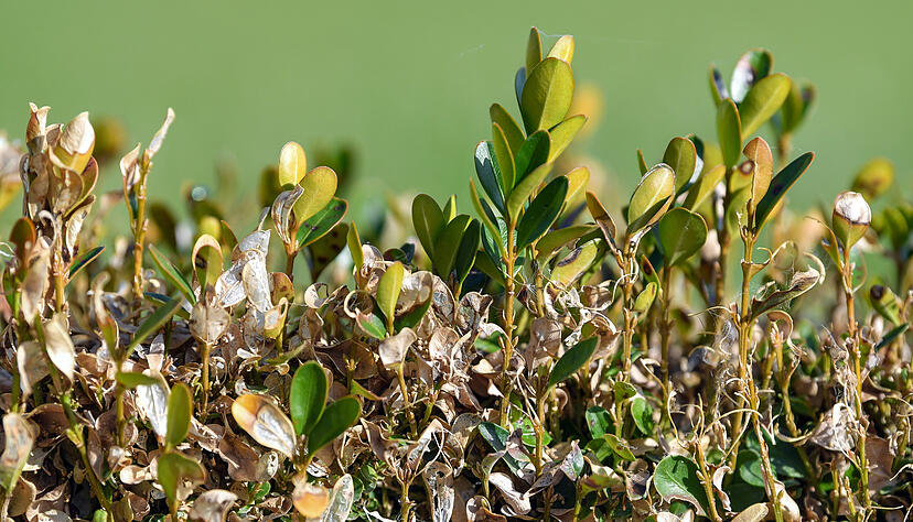 Braune Stellen an einer kleinen Buchsbaumhecke sind die Folgen der Raupe des Buchsbaumzünslers. Braune Stellen an einer kleinen Buchsbaumhecke sind die Folgen der Raupe des Buchsbaumzünslers.