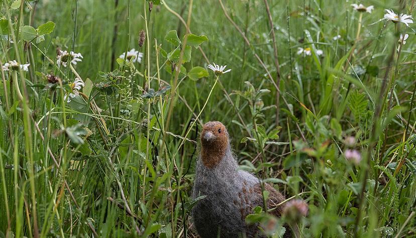 Das in seinem Bestand gef&auml;hrdete Rebhuhn ist zum Vogel des Jahres gew&auml;hlt worden. (Archivbild)
