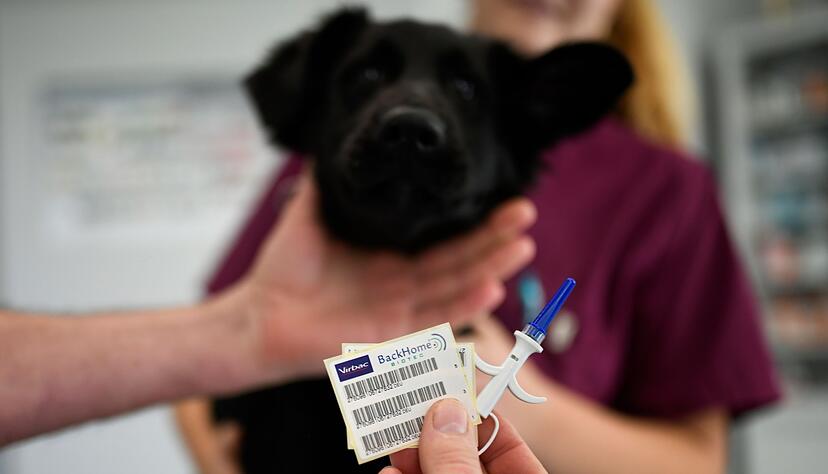 Zack, da kommt gleich der Chip in den Hund rein. Schon l&auml;sst sich das Tier eindeutig identifizieren.