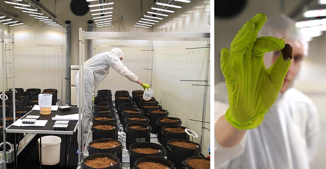 Der Cannabis Social Club "Royal Haze" darf Besuchern seine Produktionsstätte zeigen. Der Cannabis Social Club "Royal Haze" darf Besuchern seine Produktionsstätte zeigen.