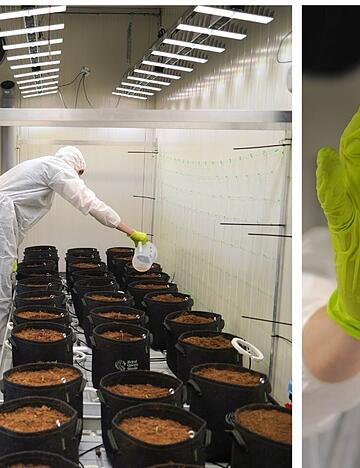 Der Cannabis Social Club "Royal Haze" darf Besuchern seine Produktionsstätte zeigen. Der Cannabis Social Club "Royal Haze" darf Besuchern seine Produktionsstätte zeigen.