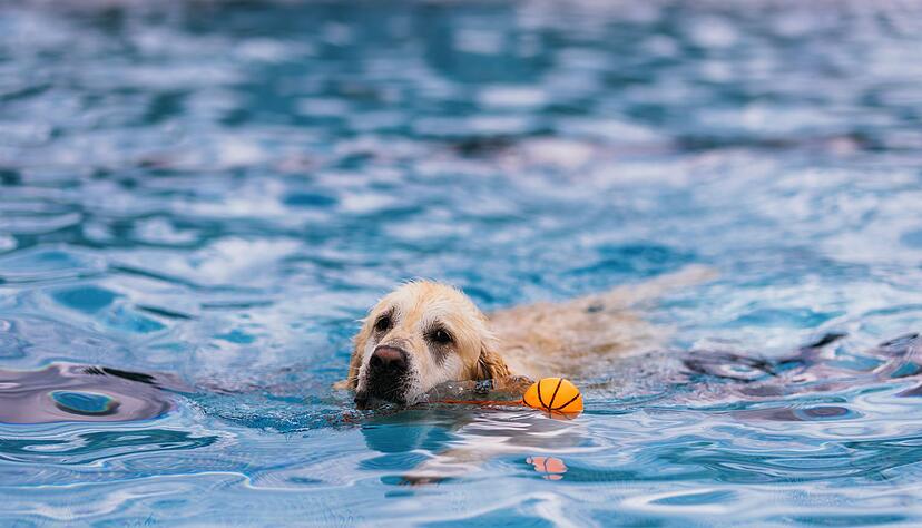 Sechs Stunden lang konnten die Vierbeiner ins Wasser mit extra verringertem Chlorgehalt. Sechs Stunden lang konnten die Vierbeiner ins Wasser mit extra verringertem Chlorgehalt.