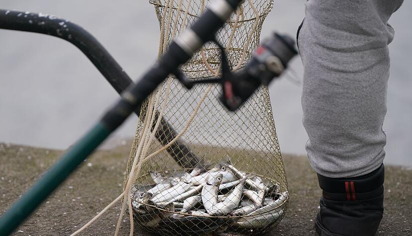 Eine Reuse mit zahlreichen Heringen steht neben einem Angler im Kieler Hafenbecken. (Archivbild) Eine Reuse mit zahlreichen Heringen steht neben einem Angler im Kieler Hafenbecken. (Archivbild)