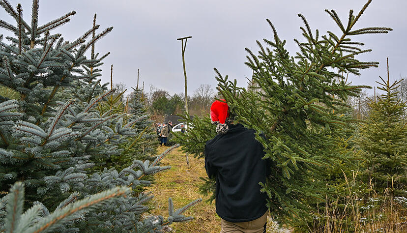 Vor Weihnachten haben die Tannenzüchter Hochkonjunktur.