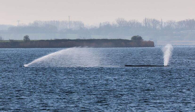 Der Buckelwal liegt am fr&uuml;hen Vormittag noch immer auf einer Sandbank vor der Insel Poel.