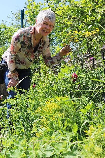 Monika Christ aus Ailringen kämpft dafür, dass in heimischen Gärten mehr Wildstauden gepflanzt werden. Hier zeigt sie eine Gänsedistel vor ihrem "Atelier für Alles". Monika Christ aus Ailringen kämpft dafür, dass in heimischen Gärten mehr Wildstauden gepflanzt werden. Hier zeigt sie eine Gänsedistel vor ihrem "Atelier für Alles".