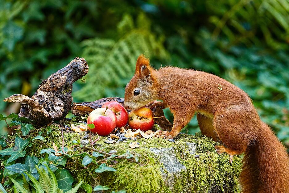 Ob hier Erntedank gefeiert wird? Das Eichhörnchen scheint sich für das Festmahl zu interessieren.
