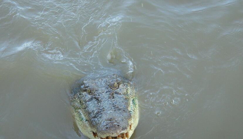 Im tropischen Norden von Australien wimmelt es von Salzwasserkrokodilen. (Archivbild) Im tropischen Norden von Australien wimmelt es von Salzwasserkrokodilen. (Archivbild)
