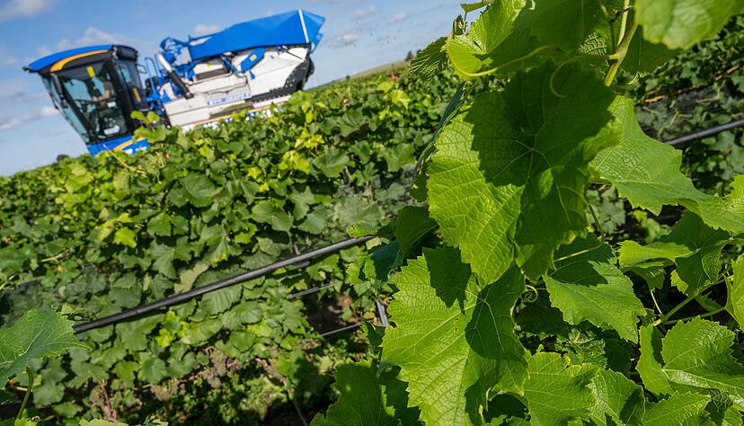 Piwis sind in Norddeutschland besonders gefragt. (Archivbild)
