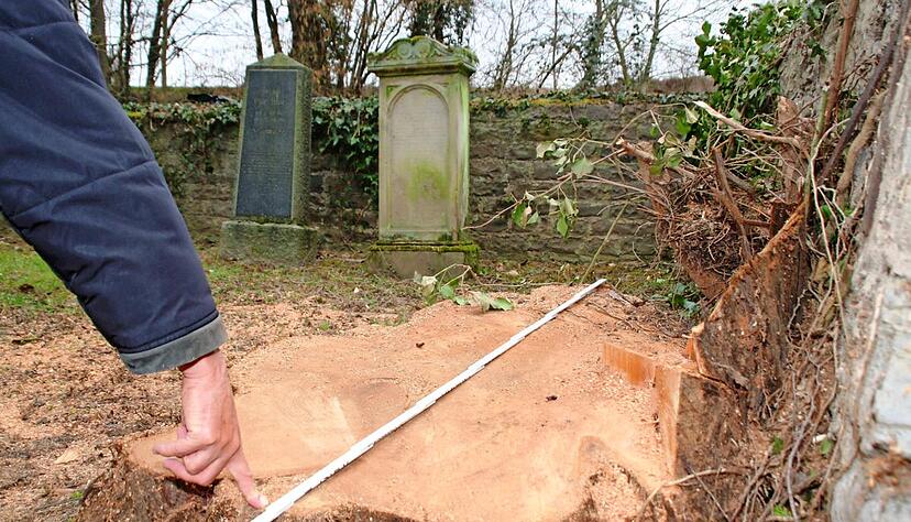 Wie Architekt Klaus Holfelder am Überrest einer der drei gefällten Tujas auf dem jüdischen Friedhof zeigt, hatten sie einen imposanten Stammdurchmesser.Foto: Plückthun