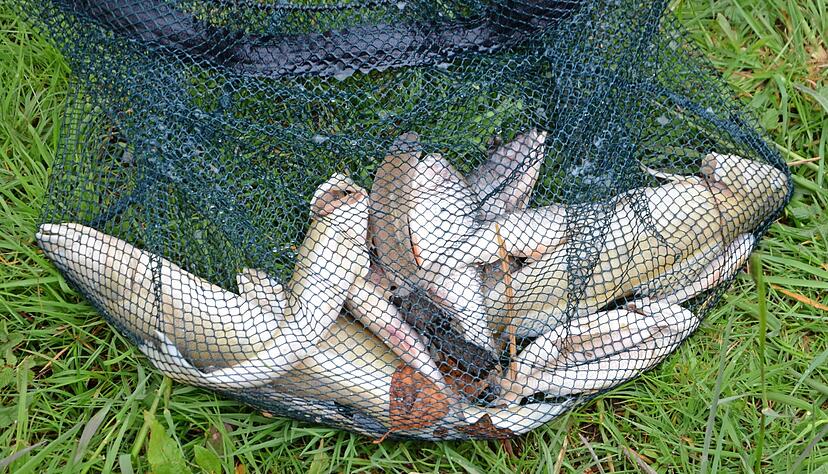 Unter den toten Fischen befinden sich Rotaugen und Zander, einzelne Schleien und auch Karpfen.