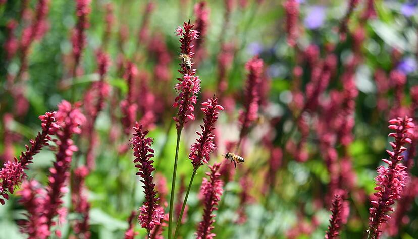 Der Kerzen-Knöterich bevorzugt feuchten und lehmigen Boden. Der Kerzen-Knöterich bevorzugt feuchten und lehmigen Boden.