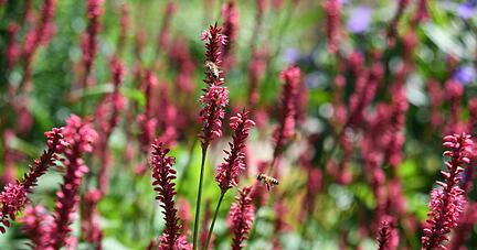 Der Kerzen-Knöterich bevorzugt feuchten und lehmigen Boden.