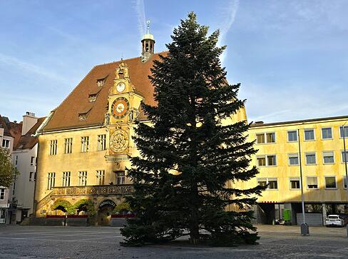Seit Mittwochvormittag steht der Weihnachtsbaum auf dem Marktplatz.