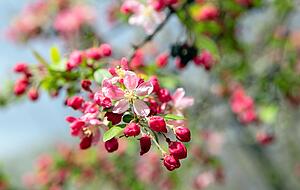 Zeigt eine intensive rot-rosafarbene Blüte: der Zierapfel Malus floribunda. Der grazile Blütenflor ist eine dekorative Zierde in jedem Garten. Zeigt eine intensive rot-rosafarbene Blüte: der Zierapfel Malus floribunda. Der grazile Blütenflor ist eine dekorative Zierde in jedem Garten.