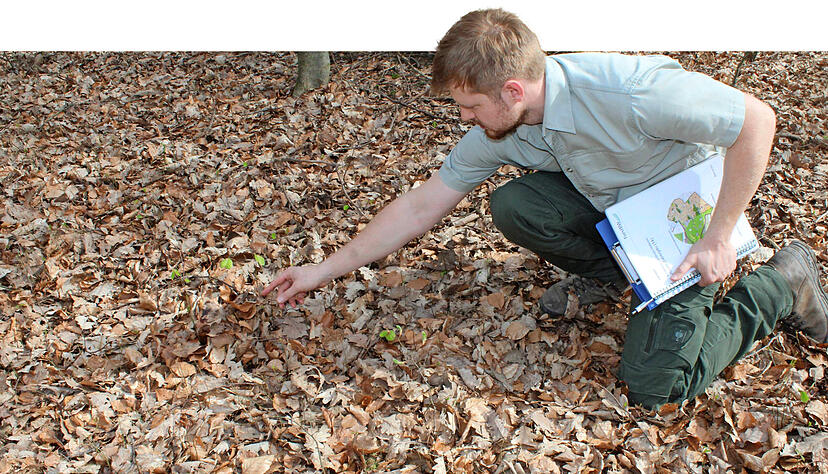 Der Koordinator der Aktion "Unseren Wald von morgen gestalten" Jörn Hartmann untersucht in einem Wald bei Kleingartach junge Laubbäume, die sich auf natürlichem Wege vermehren. Der Koordinator der Aktion "Unseren Wald von morgen gestalten" Jörn Hartmann untersucht in einem Wald bei Kleingartach junge Laubbäume, die sich auf natürlichem Wege vermehren.