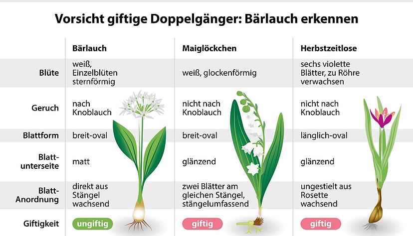 Verwechslungsgefahr mit Giftpflanzen: B&auml;rlauchbl&auml;tter &auml;hneln stark denen von Maigl&ouml;ckchen und Herbstzeitlosen &ndash; beide sind hochgiftig und k&ouml;nnen bei Verzehr schwere Vergiftungen verursachen.