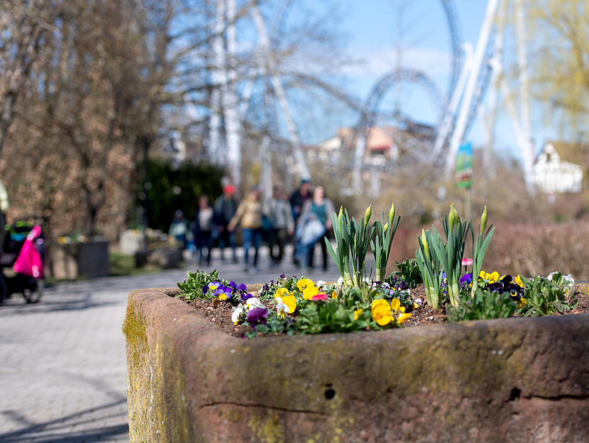 Im Erlebnispark Tripsdrill sind passend zu den Pre-Opening-Wochenenden bereits die ersten Blumen gepflanzt.