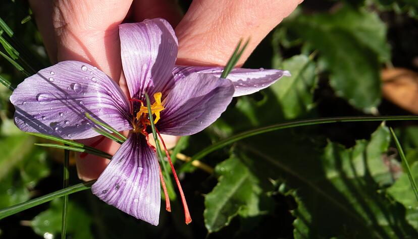 Die federleichten roten Griffelfäden sind das Wertvolle am Safran. Daher hat er seinen Namen: Rotes Gold